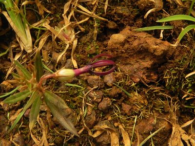 Ceropegia jainii, photographed by S.MORE