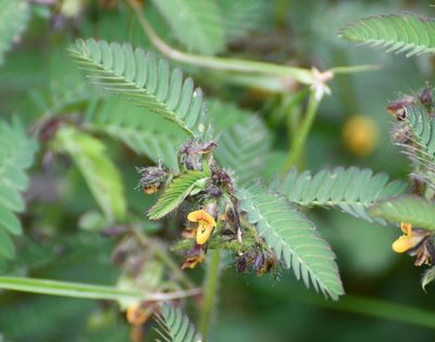 Aeschynomene villosa, photographed by Neptalí Ramírez Marcial