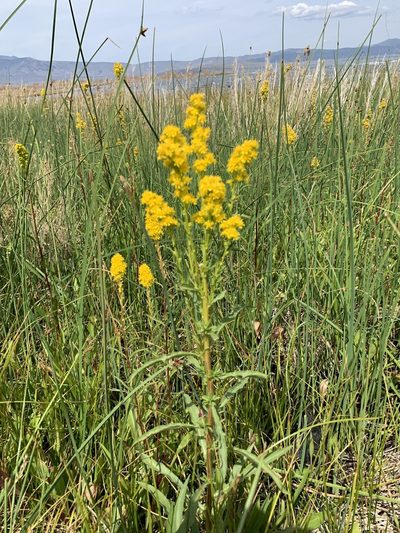 Solidago spectabilis, photographed by Leah Gardner