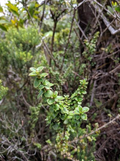 Coprosma elliptica, photographed by My-Lan Le