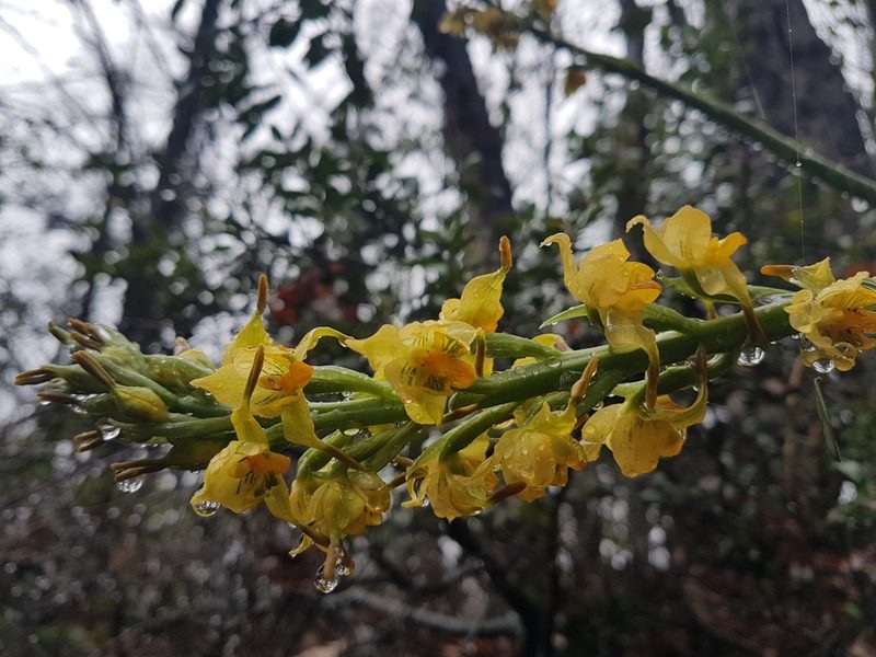 Gavilea odoratissima, photographed by Javier Conejeros Gastó