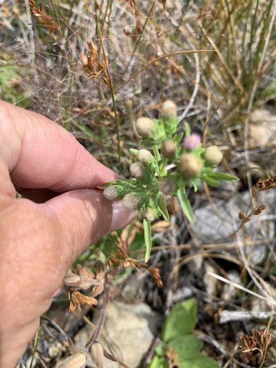 Symphyotrichum frondosum, photographed by Leah Gardner