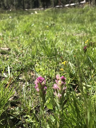 Castilleja lassenensis, photographed by Marcus Tamura
