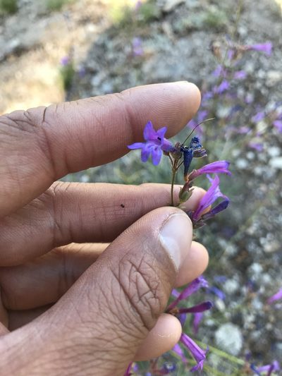 Penstemon gracilentus, photographed by Marcus Tamura