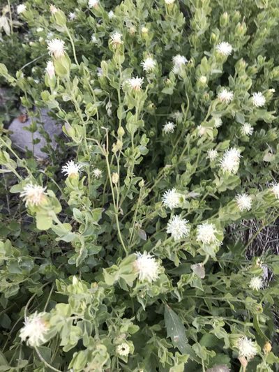 Brickellia greenei, photographed by Marcus Tamura