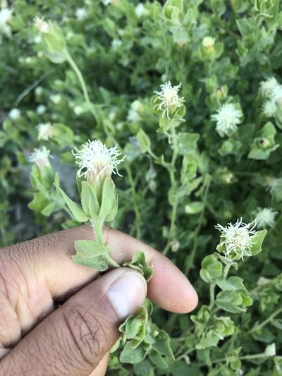 Brickellia greenei, photographed by Marcus Tamura