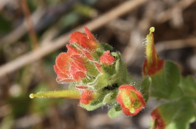 Castilleja mendocinensis, photographed by Karen and Mike
