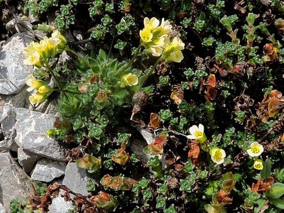 Draba ladina, photographed by Karsten Rohweder