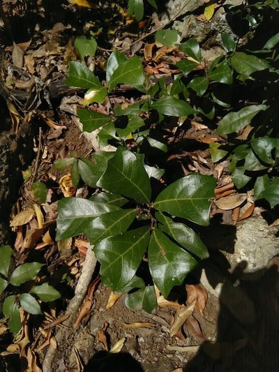 Cupaniopsis wadsworthii, photographed by Tony van Kampen