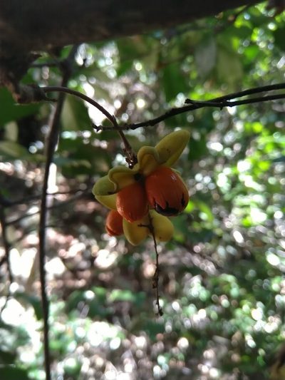 Cupaniopsis wadsworthii, photographed by Tony van Kampen