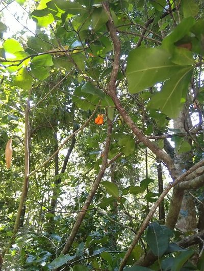 Cupaniopsis wadsworthii, photographed by Tony van Kampen
