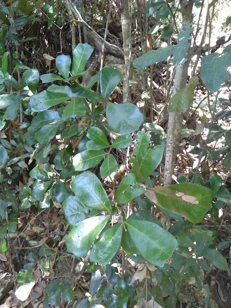 Cupaniopsis wadsworthii, photographed by Tony van Kampen