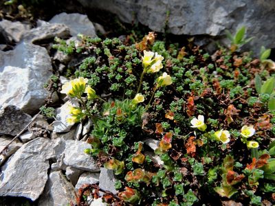 Draba ladina, photographed by Karsten Rohweder