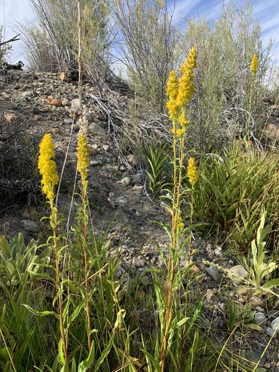 Solidago spectabilis, photographed by Leah Gardner