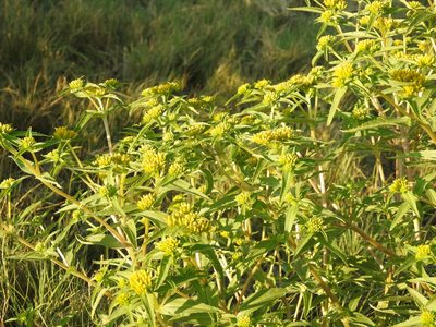 Flaveria campestris, photographed by Bob Nieman