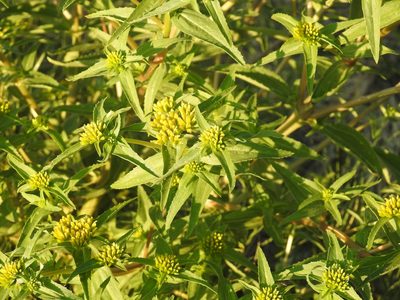 Flaveria campestris, photographed by Bob Nieman