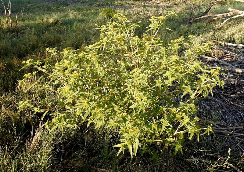 Flaveria campestris, photographed by Bob Nieman