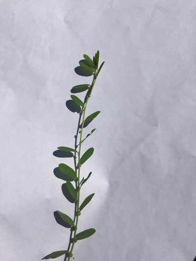 Phyllanthus evanescens, photographed by Julian R. Wilson