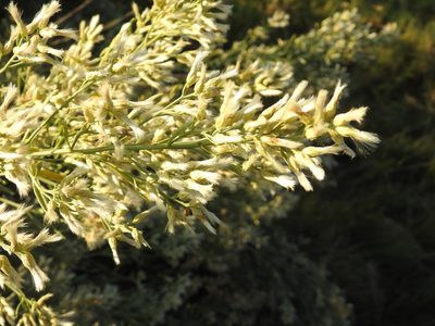 Baccharis salicina, photographed by Bob Nieman