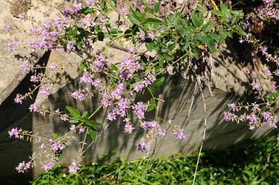 Desmodium glabellum, photographed by stephen
