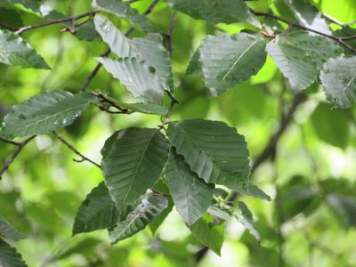 Fagus crenata, photographed by Marco Mussita