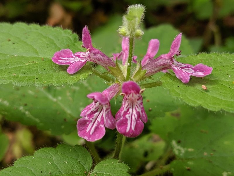 Stachys mexicana, photographed by David Anderson