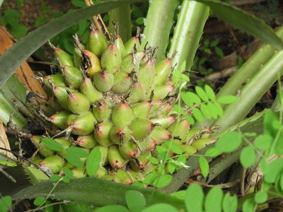 Bromelia hemispherica, photographed by Francisco Farriols Sarabia