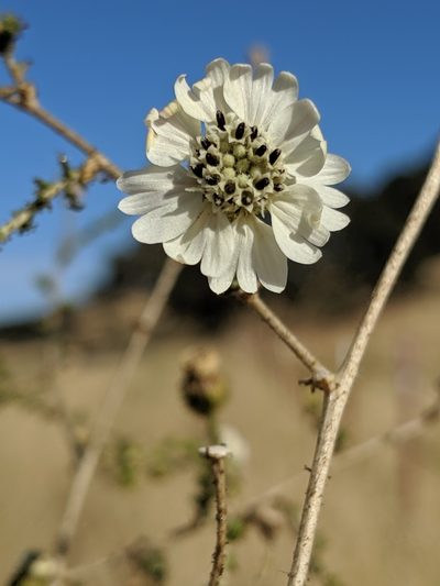 Blepharizonia laxa, photographed by Alex Heyman
