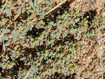 Euphorbia ocellata, photographed by Alex Heyman