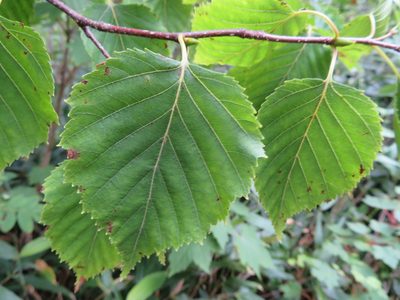 Betula ermanii, photographed by Marco Mussita