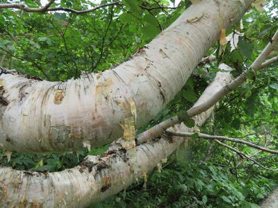 Betula ermanii, photographed by Marco Mussita