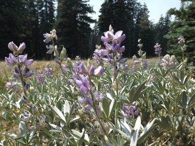 Lupinus obtusilobus, photographed by Amy