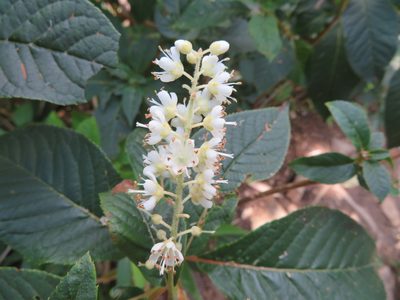 Clethra barbinervis, photographed by Marco Mussita
