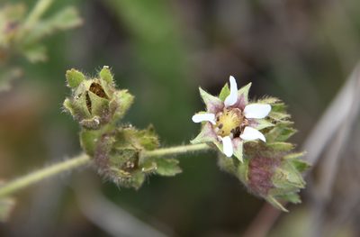 Potentilla californica, photographed by Karen and Mike