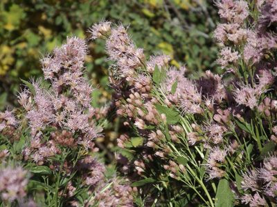 Ageratina occidentalis, photographed by Amy
