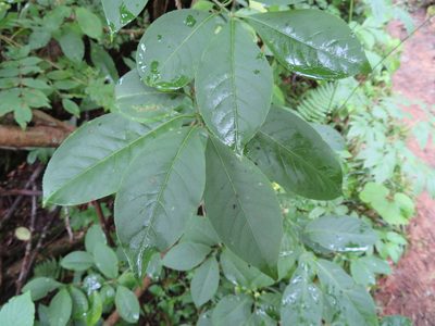 Euonymus hamiltonianus, photographed by Marco Mussita