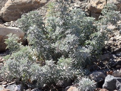 Artemisia michauxiana, photographed by mfeaver