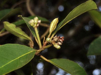 Camptostemon philippinensis, photographed by Abu Hamas