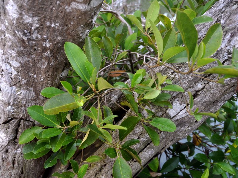 Camptostemon philippinensis, photographed by Abu Hamas