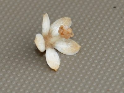 Camptostemon philippinensis, photographed by Abu Hamas