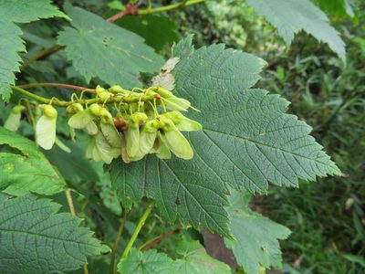 Acer ukurunduense, photographed by Marco Mussita