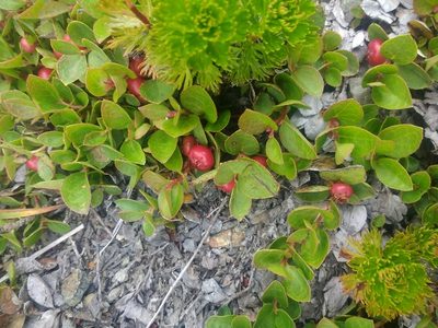 Gaultheria humifusa, photographed by J Straka
