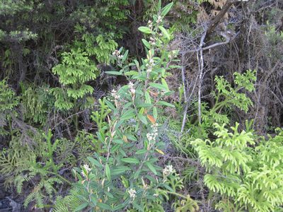 Pomaderris rugosa, photographed by nick_goldwater