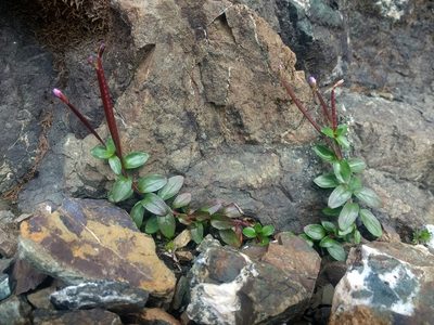 Epilobium clavatum, photographed by J Straka
