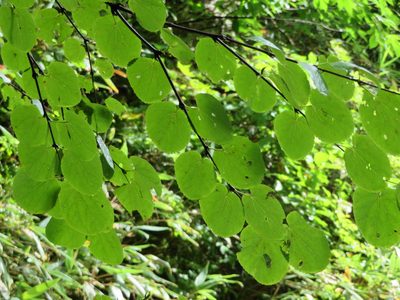 Cercidiphyllum magnificum, photographed by Marco Mussita