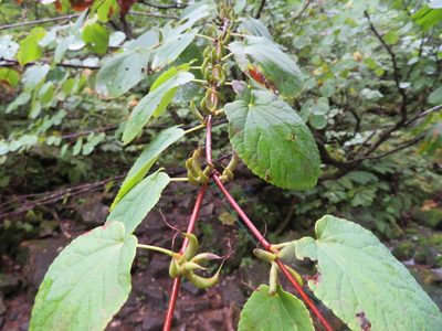 Cercidiphyllum magnificum, photographed by Marco Mussita