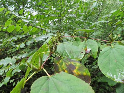 Cercidiphyllum magnificum, photographed by Marco Mussita