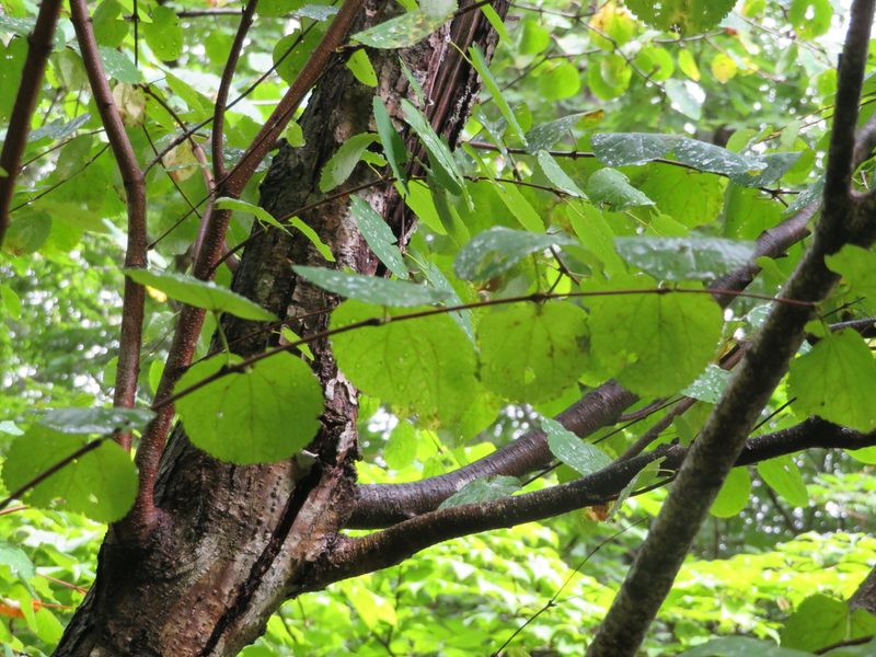Cercidiphyllum magnificum, photographed by Marco Mussita