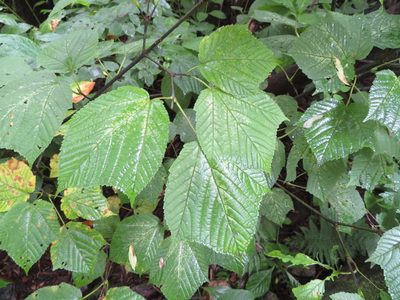 Acer rufinerve, photographed by Marco Mussita