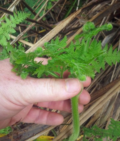 Hypolepis dicksonioides, photographed by Peter de Lange